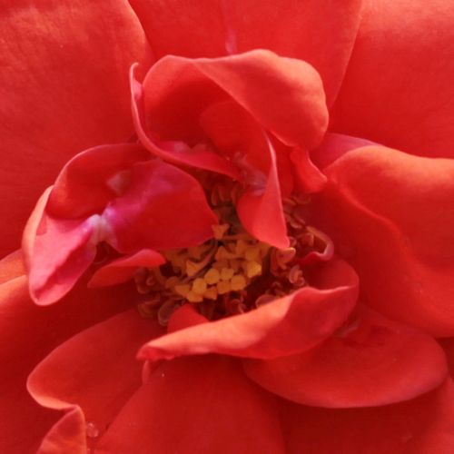 Online rózsa webáruház - törpe - mini rózsa - vörös - Rosa Flirting™ - diszkrét illatú rózsa - L. Pernille Olesen,  Mogens Nyegaard Olesen - Vadrózsákra emlékeztető illatú fajta.Középvörös virágszíne kellemes kontrasztot alkot sötétzöld, fényes lombjával.